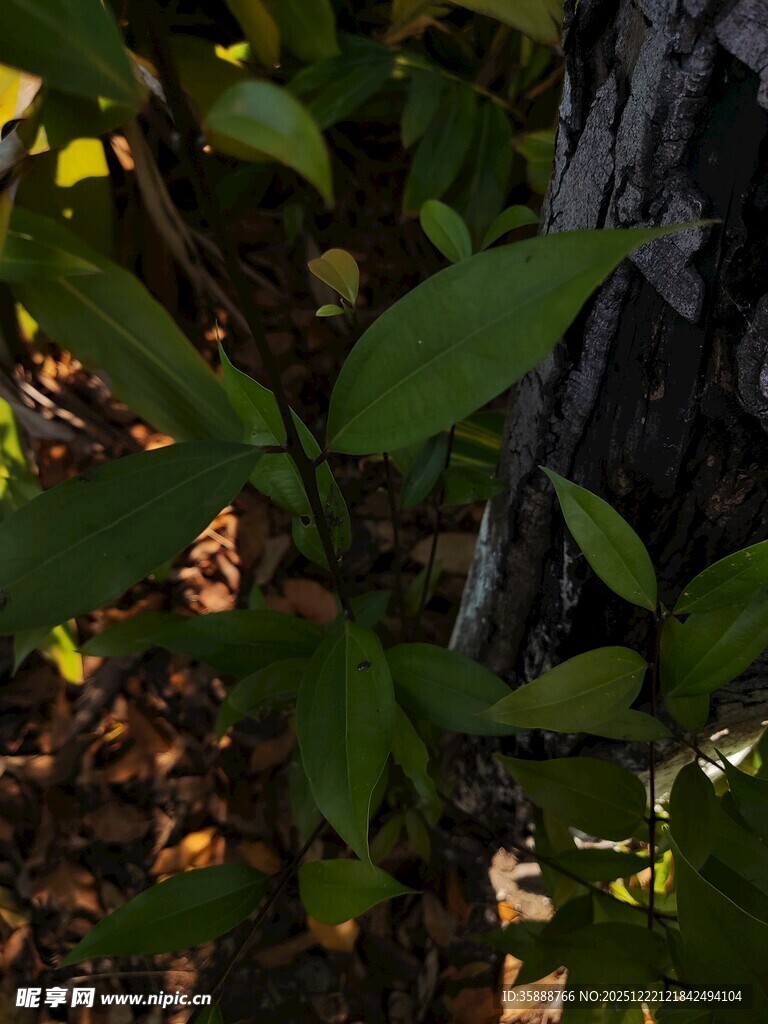 阳光下的绿叶与树干