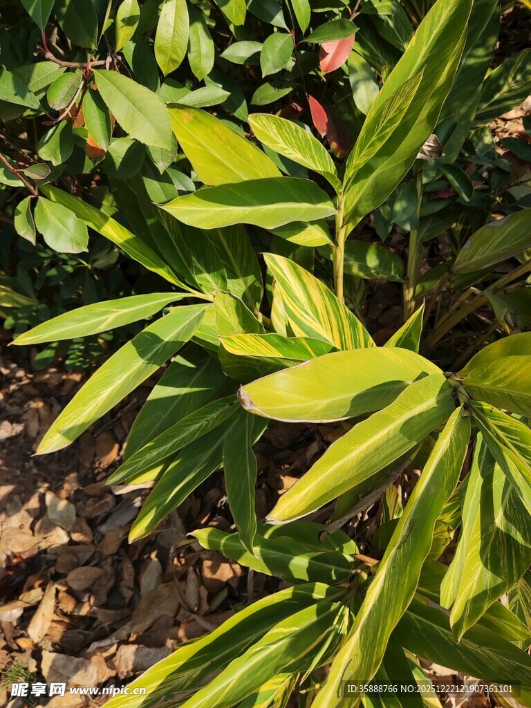 嫩绿叶片的植物特写