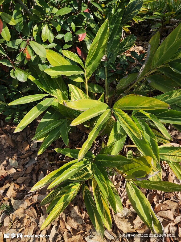 黄绿相间叶片的植物