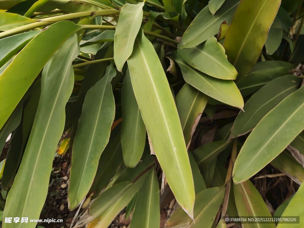 翠绿叶片的植物特写