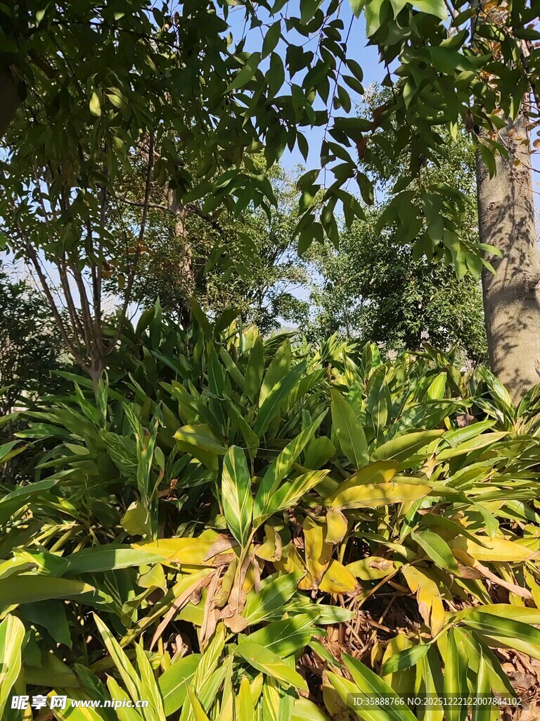 阳光下的繁茂绿植