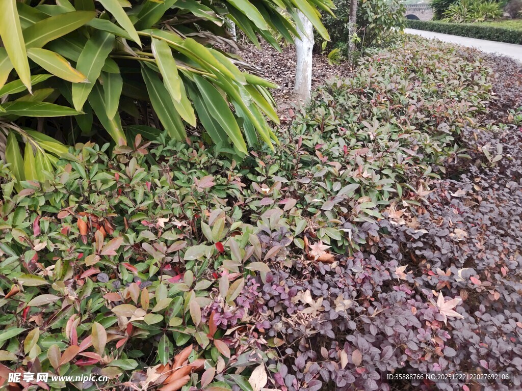 花园中多彩植物景观