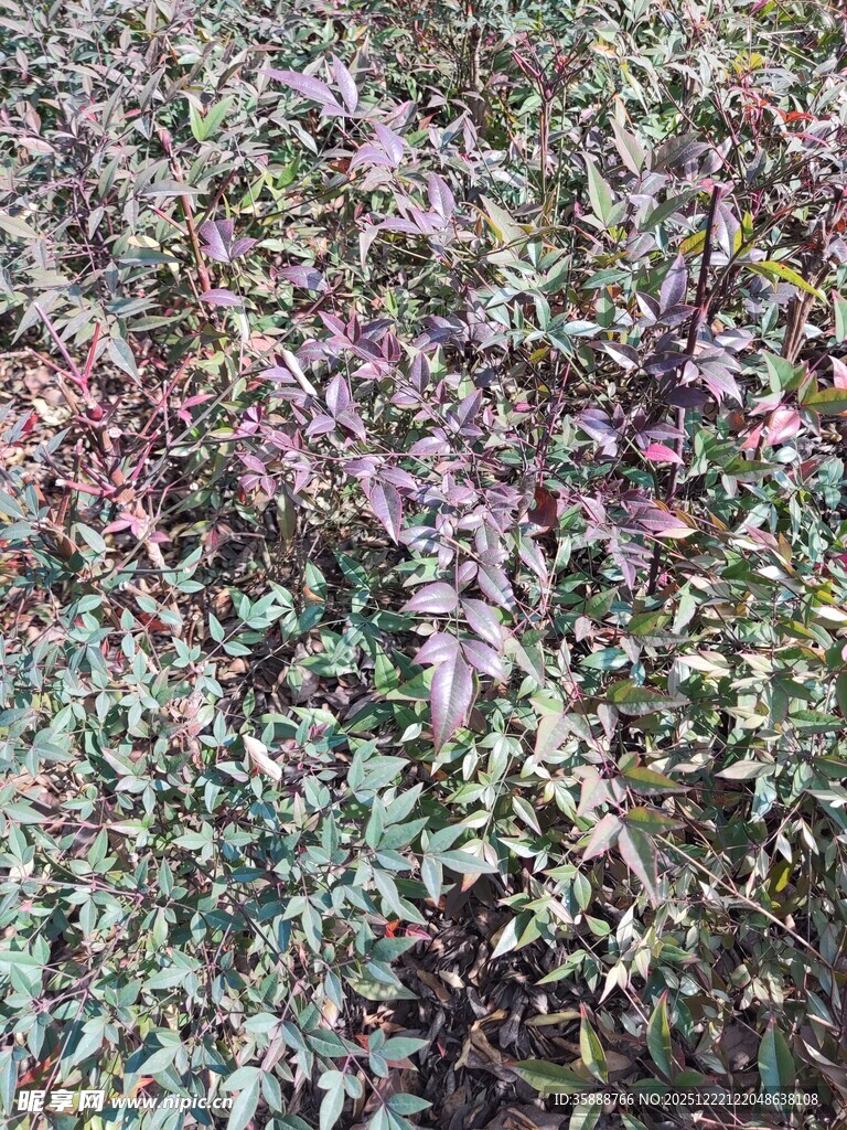 多彩枝叶植物景观