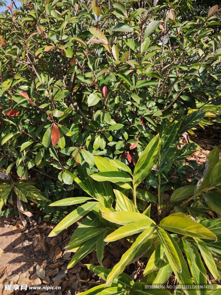 田间绿植生机勃勃