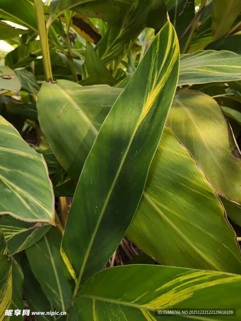 翠绿斑斓的热带观叶植物