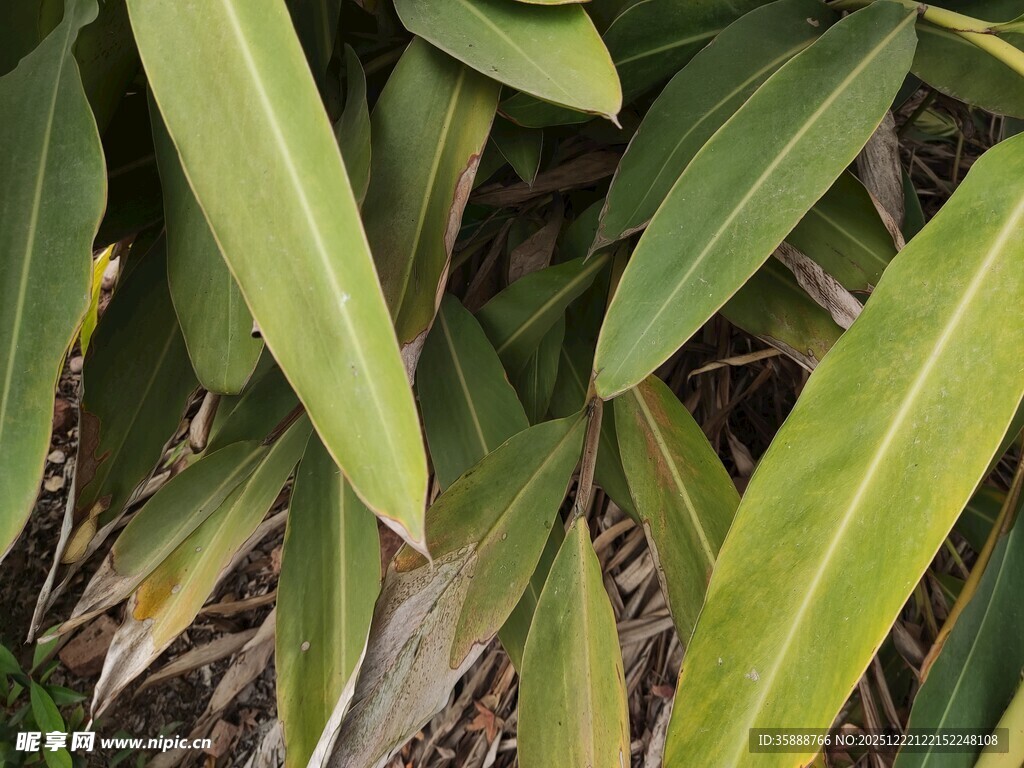 翠绿修长叶片植物特写