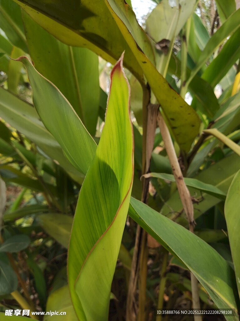 翠绿芭蕉叶特写