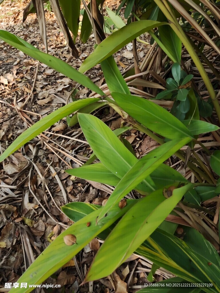 翠绿叶片与枯叶相伴