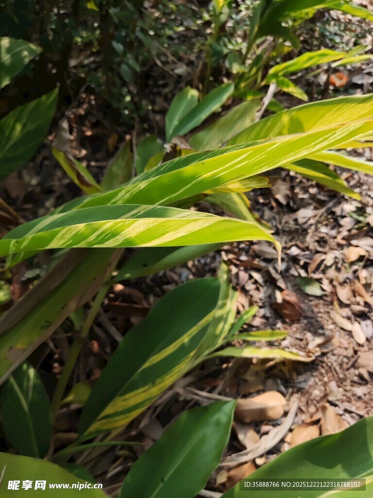 阳光下的翠绿植物叶片