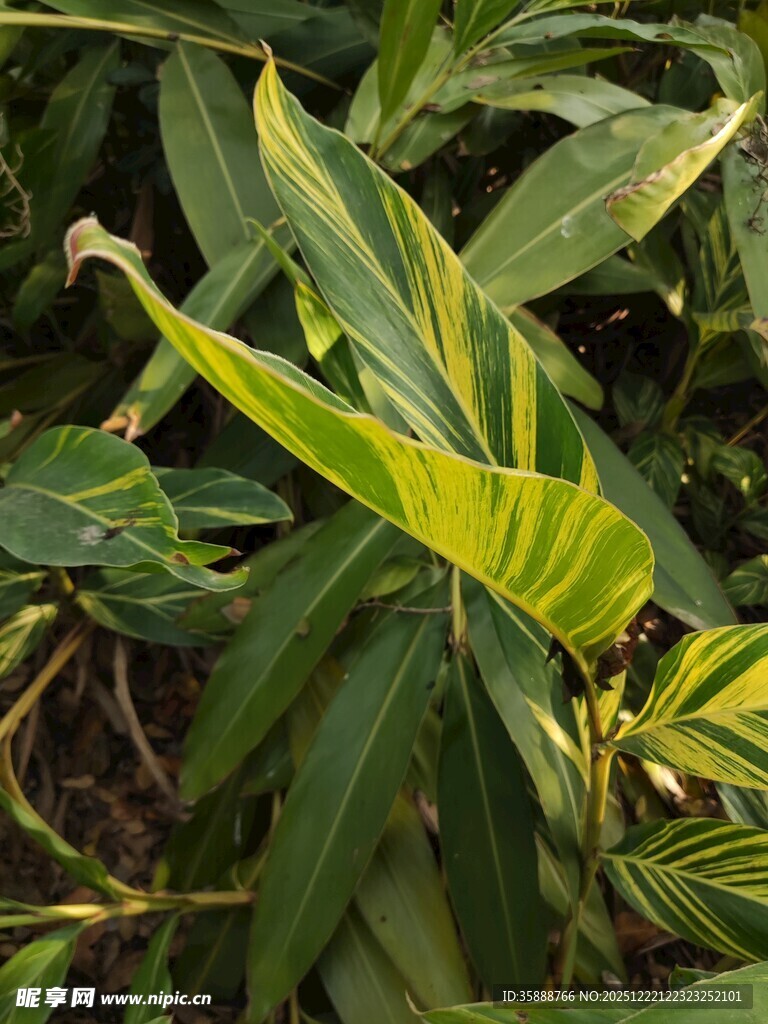 阳光下的翠绿植物叶片