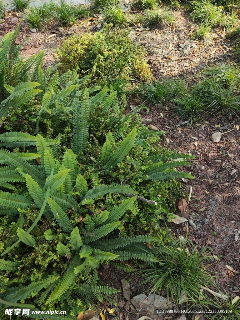 野外生长的绿色植物群落