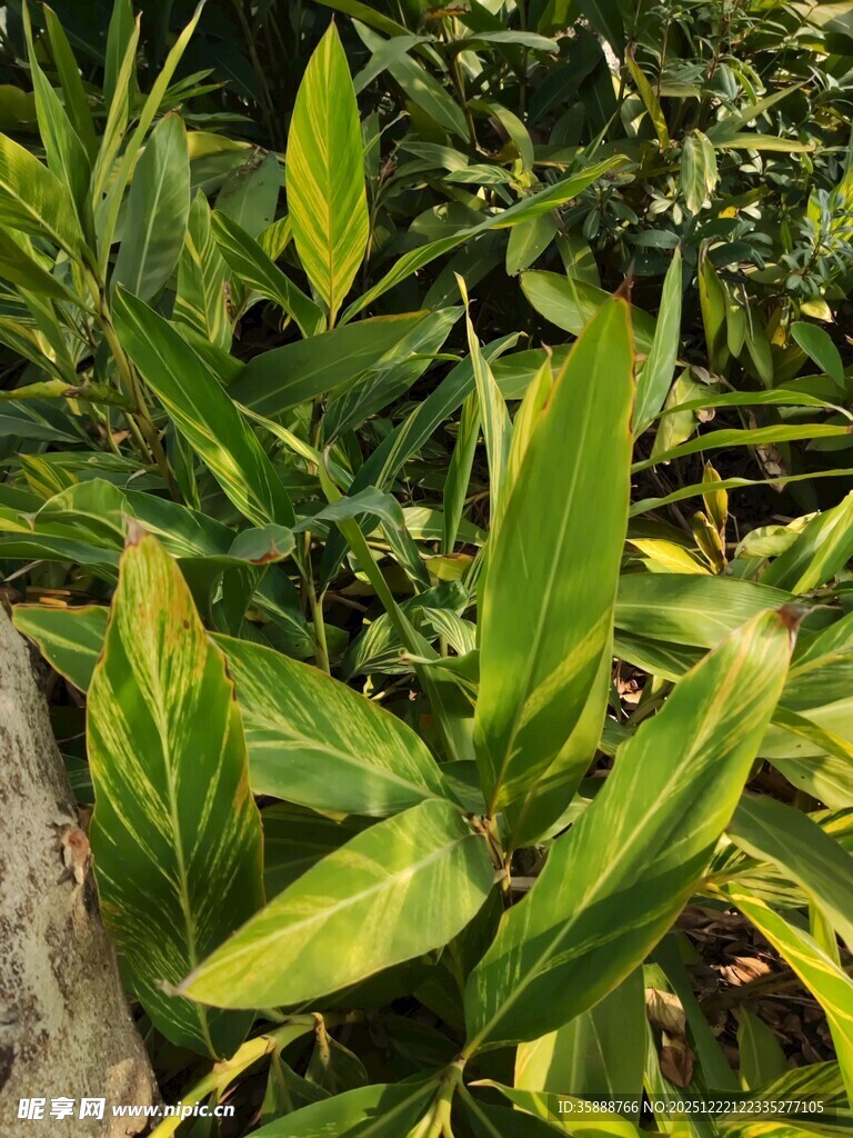 翠绿斑斓的观叶植物