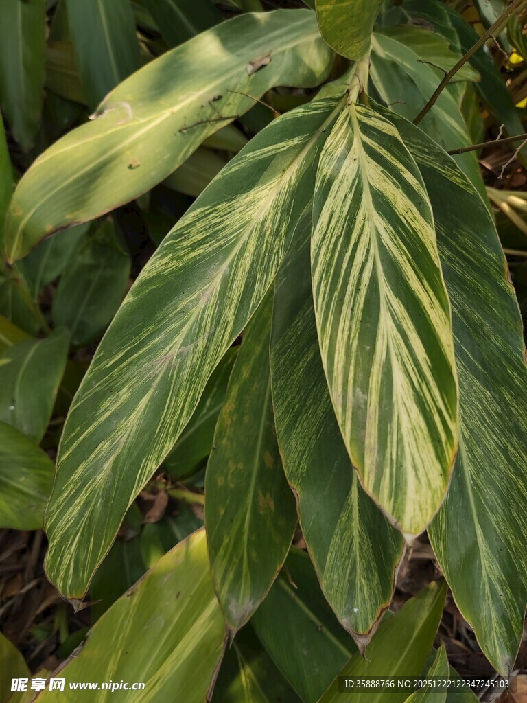 斑斓条纹叶片的美丽植物