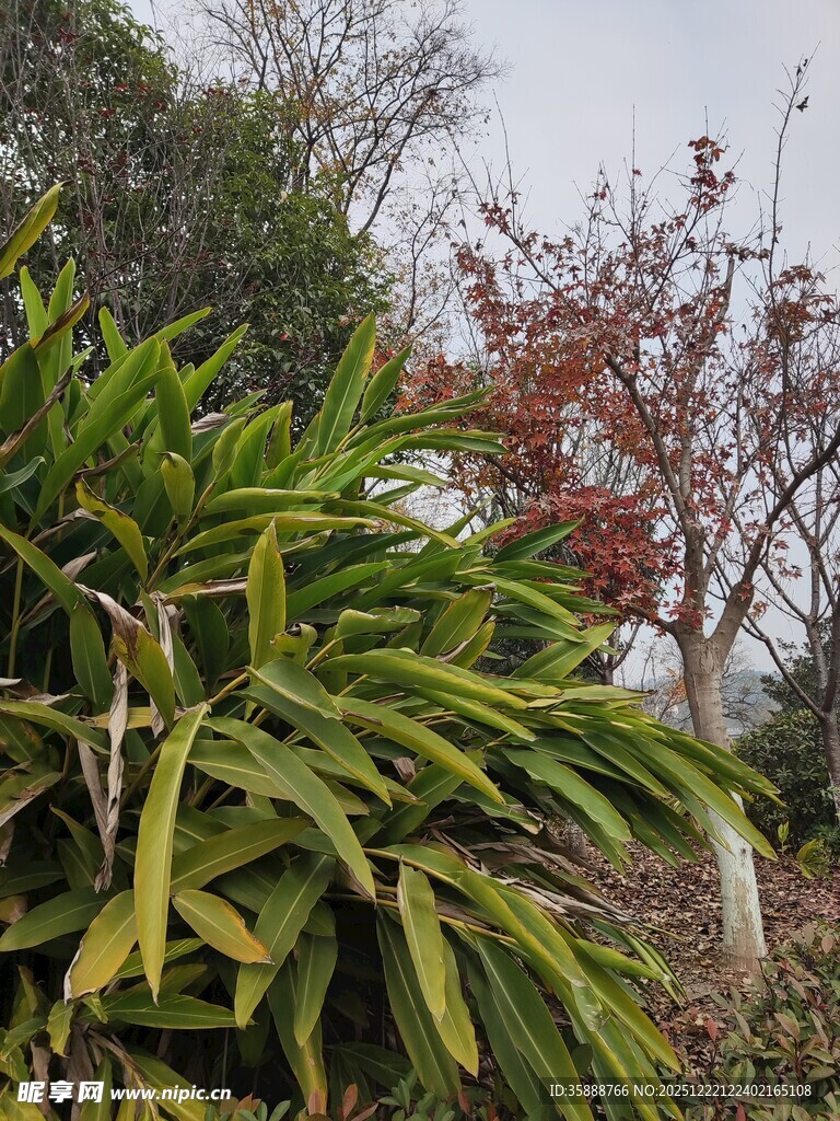 绿叶与红叶交织的景致