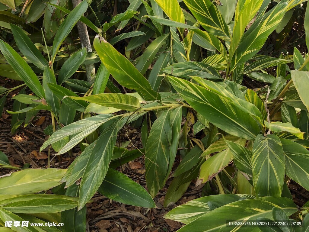翠绿叶片的植物景观