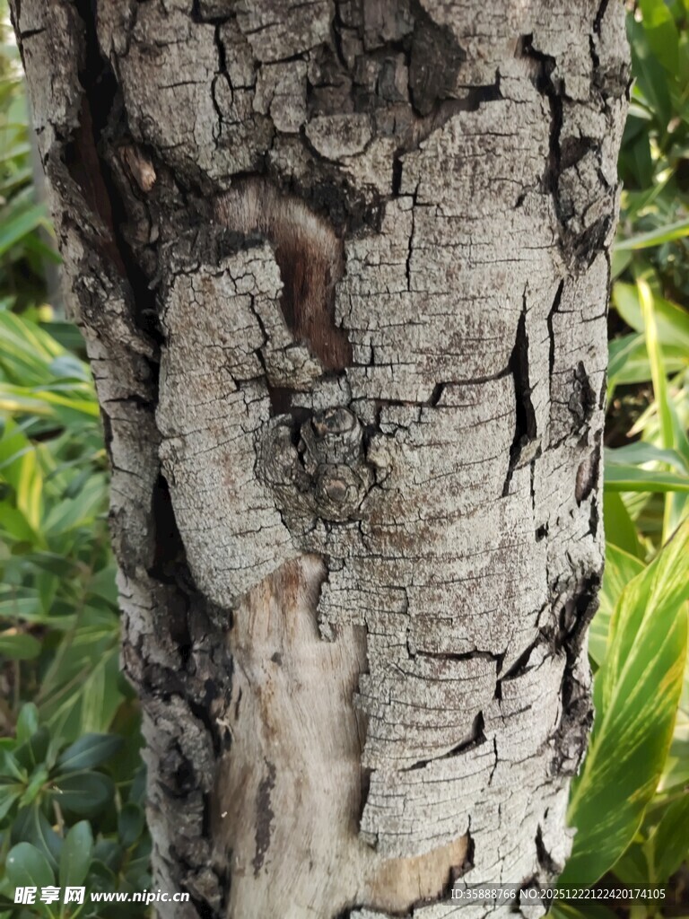 树干上的小松鼠