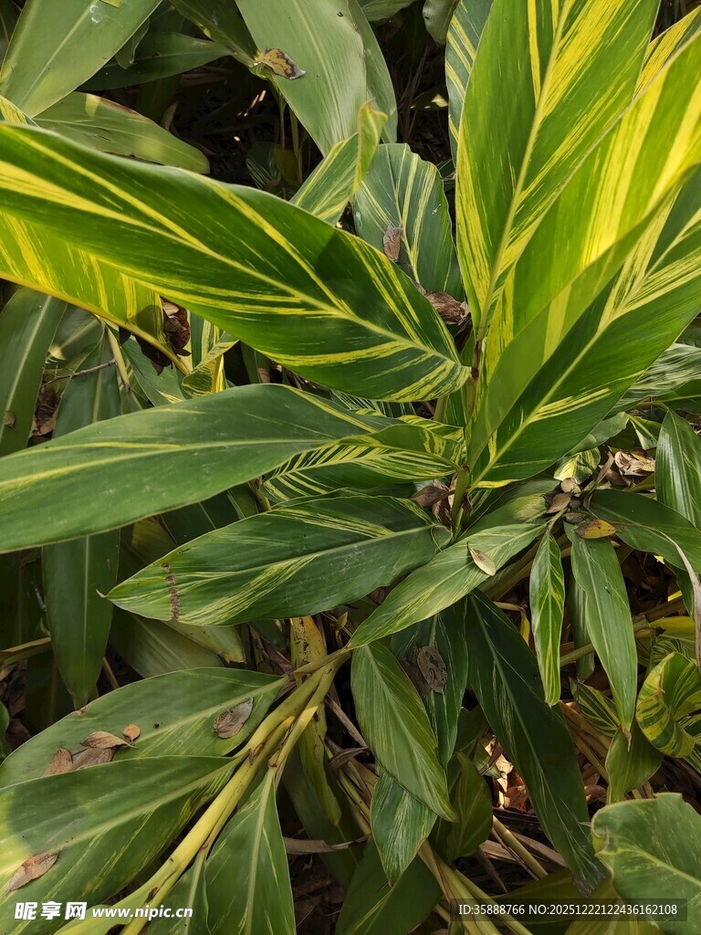 翠绿斑斓的独特叶片植物