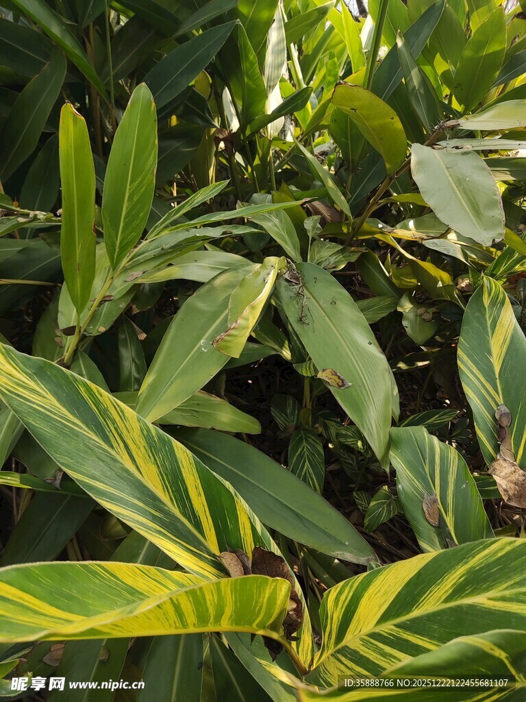 斑斓叶片的植物特写