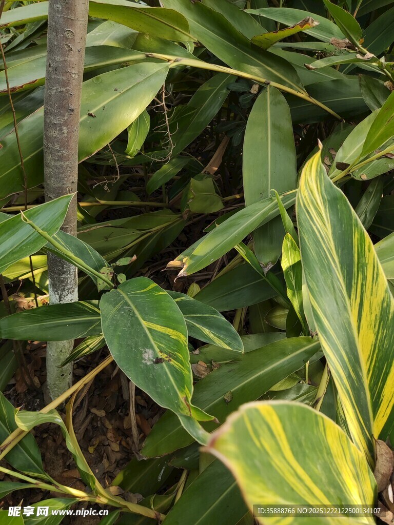 斑斓叶片的热带植物