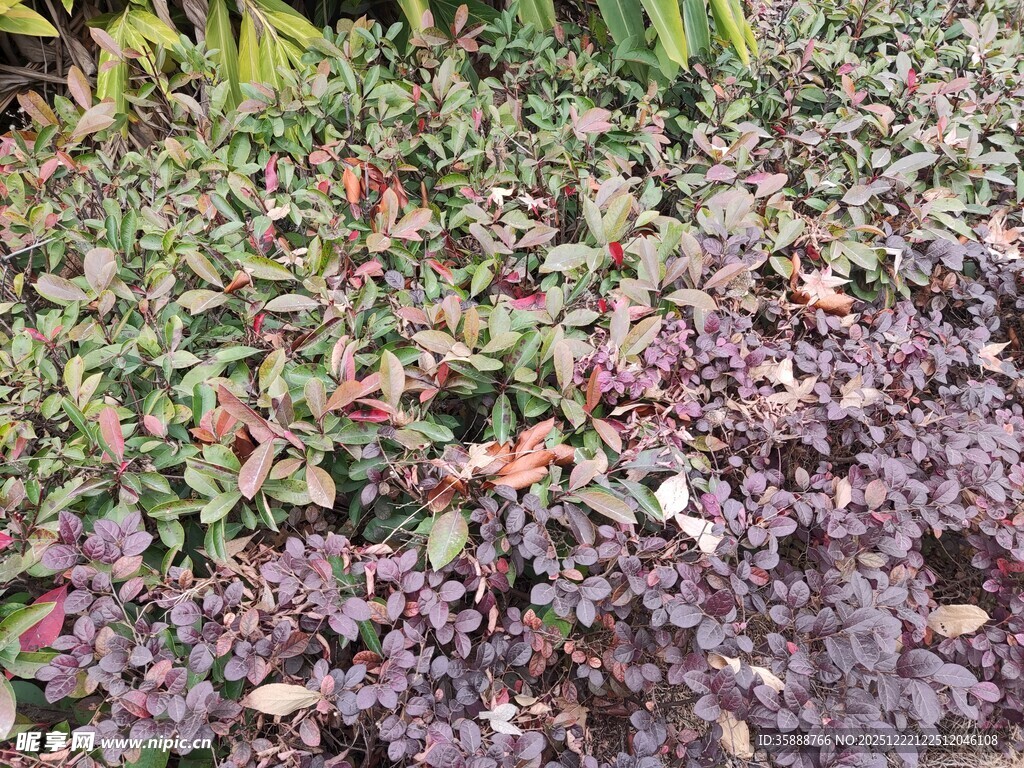 多彩斑斓的植物景观