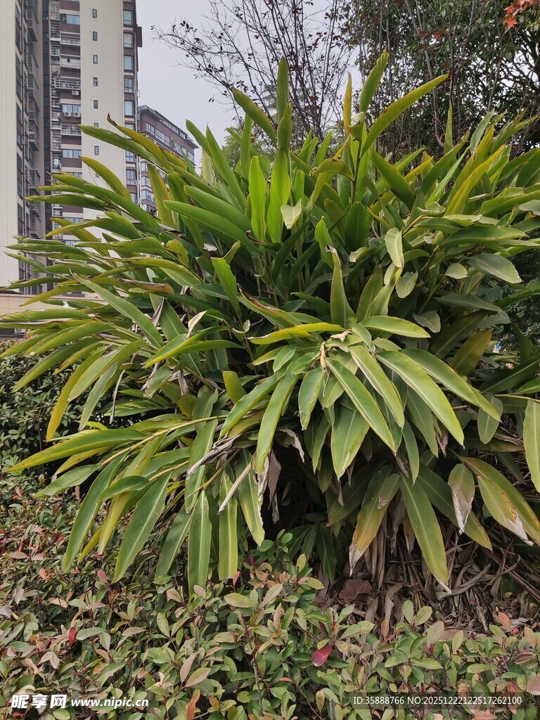 翠绿繁茂的户外丛生植物