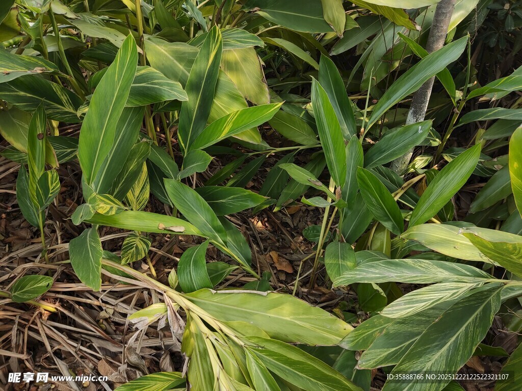 翠绿繁茂的热带植物景观