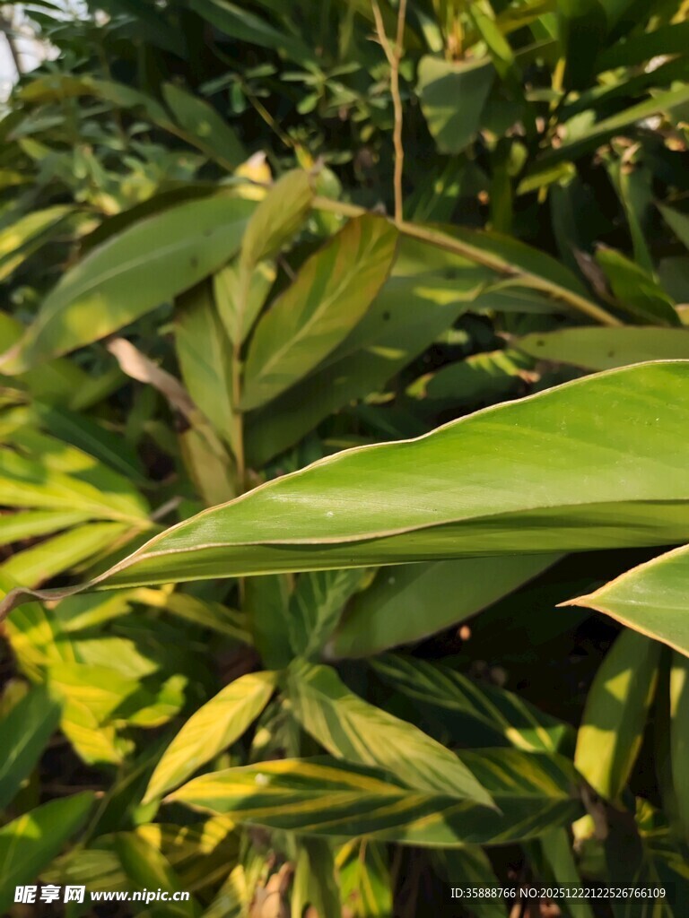 阳光下的翠绿植物叶片