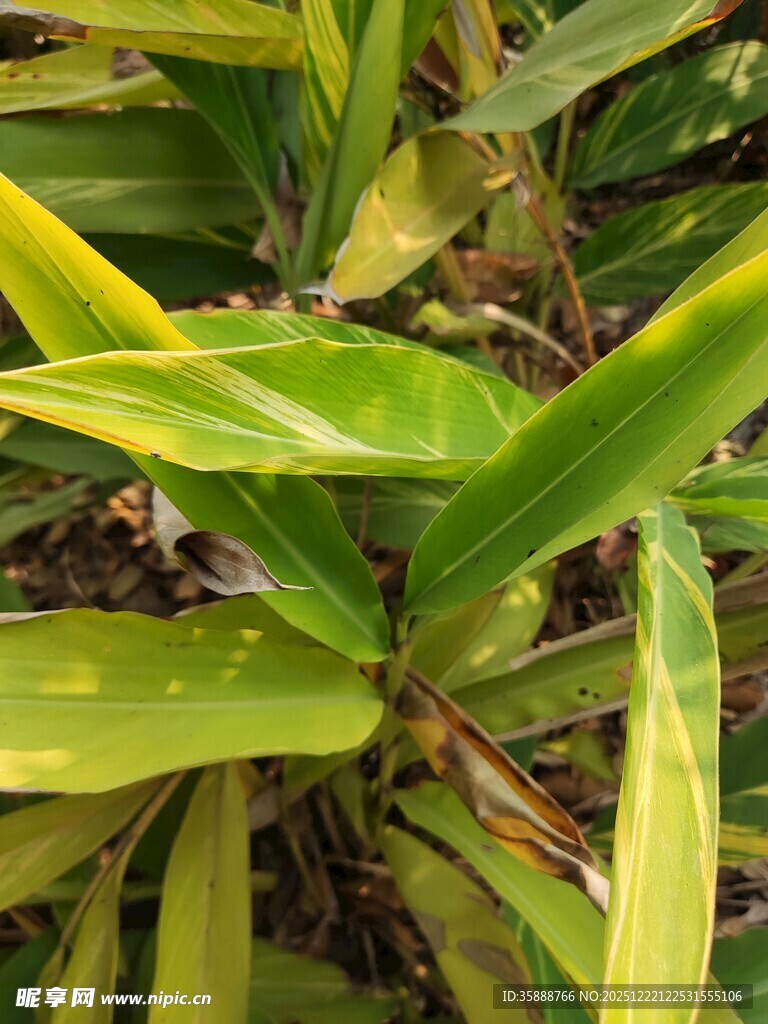 翠绿植物叶片特写