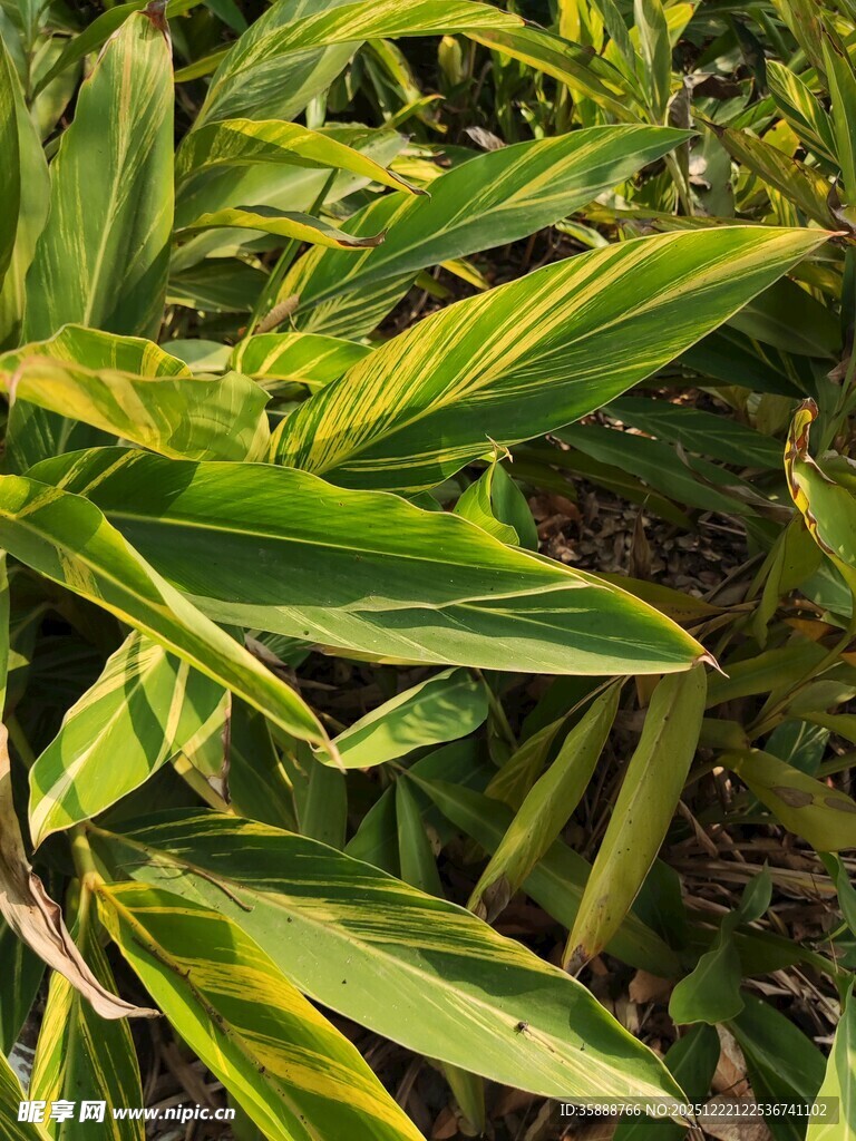 黄绿相间的斑斓叶片