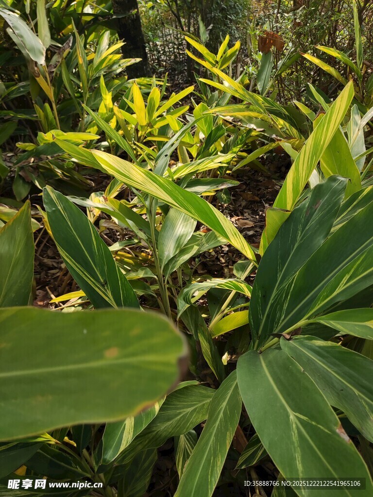 翠绿繁茂的热带植物景观