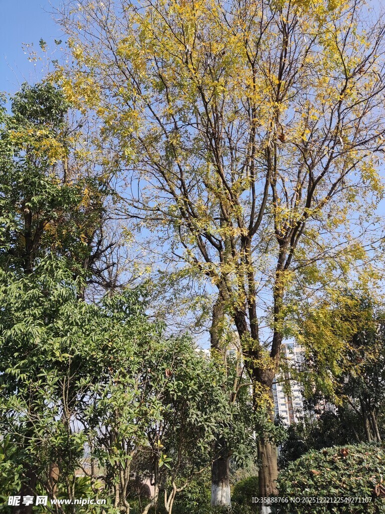 秋日金黄树木风景图