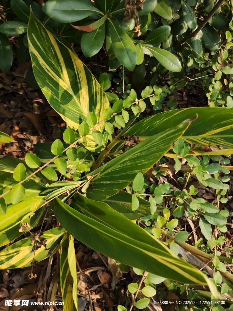 黄绿相间的斑斓叶片植物
