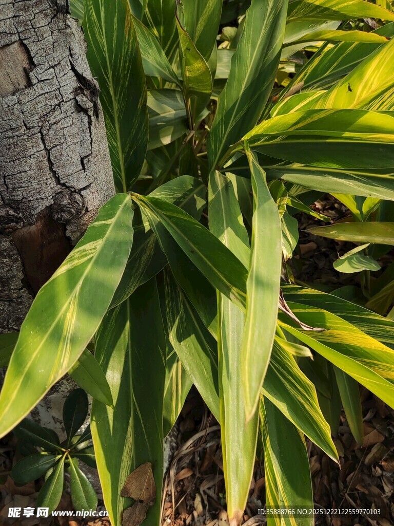 翠绿斑斓的植物叶片