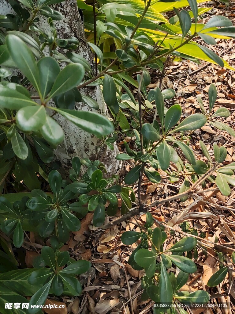 地面绿植与枯叶景象