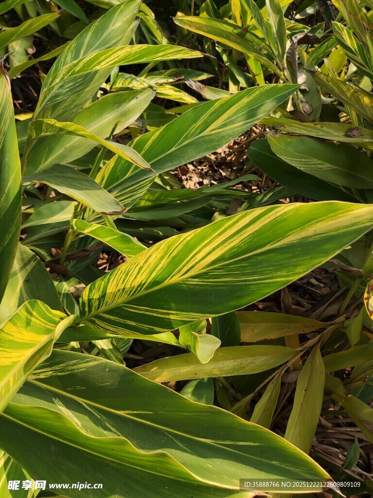 翠绿斑斓的植物叶片