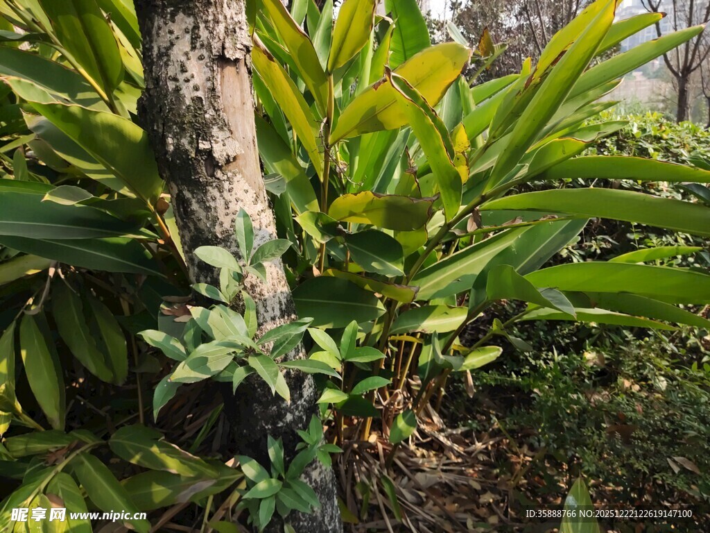 繁茂绿植环绕的树干