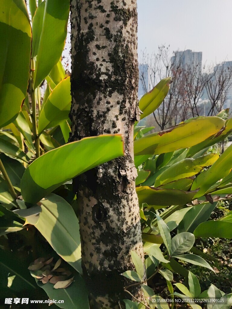 树干旁的翠绿植物