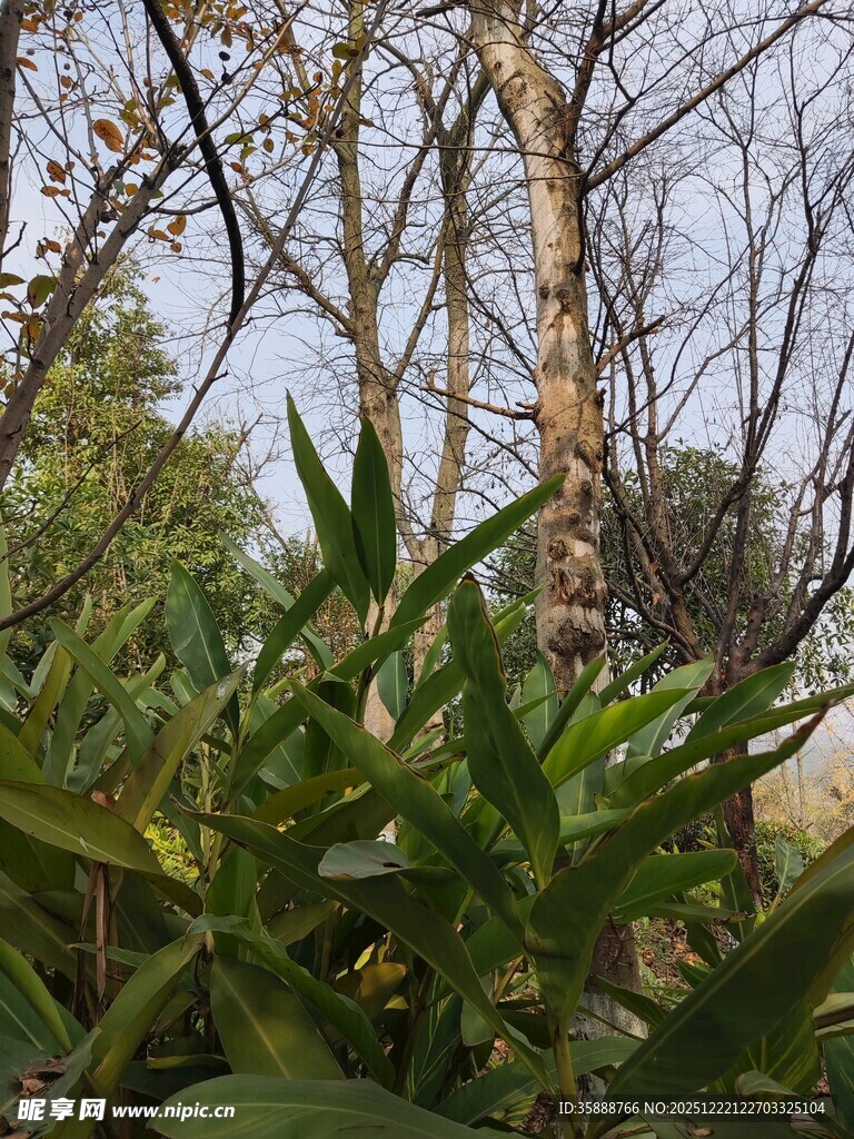 林间绿植与光秃树干景象