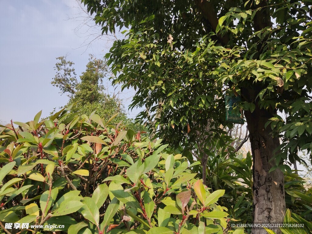 繁茂绿植与大树景观