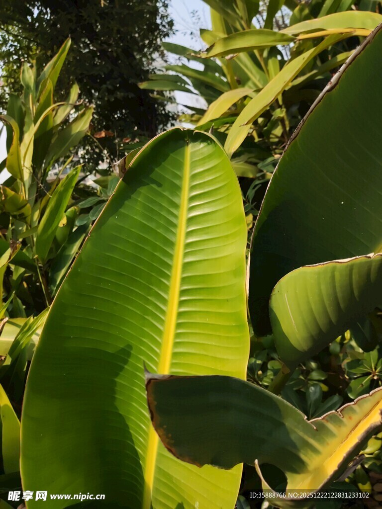 翠绿芭蕉叶特写