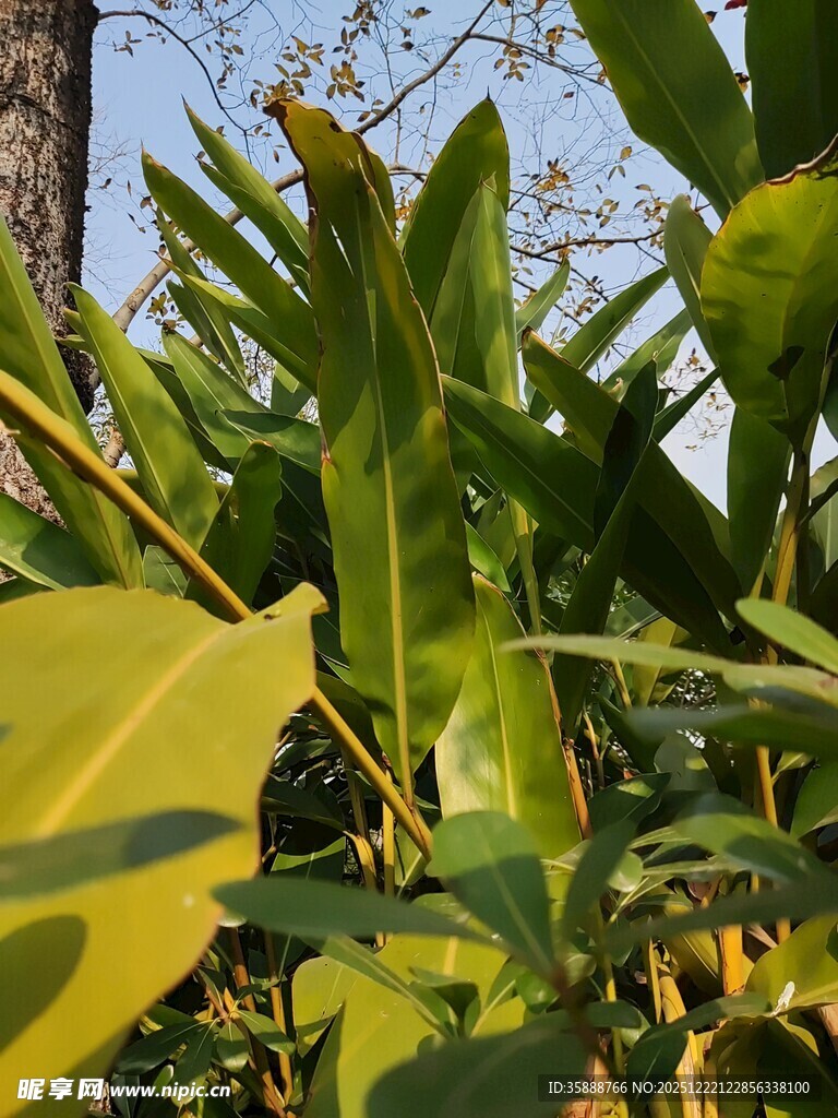 翠绿繁茂的热带植物景象