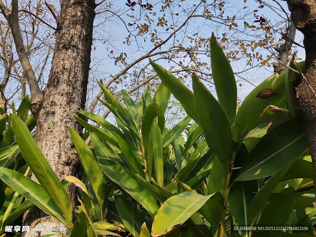 繁茂绿植与树木景观