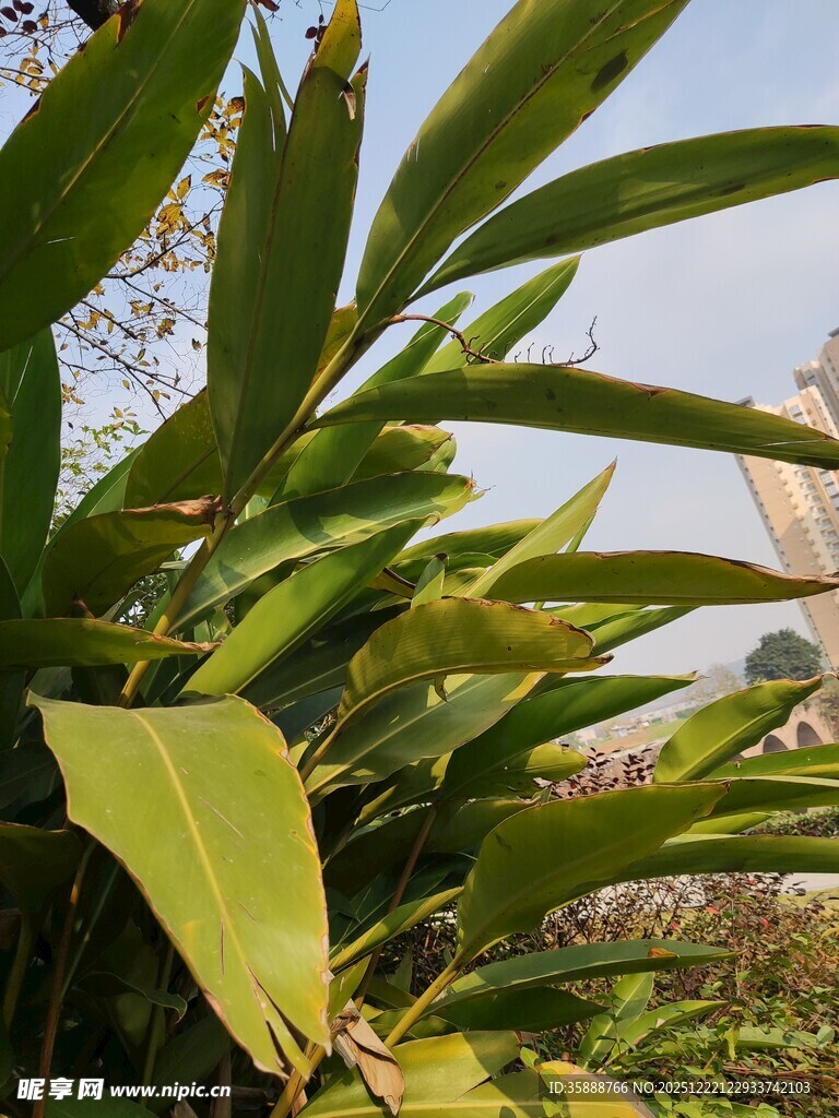 翠绿叶片的蓬勃植物