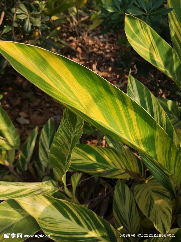 斑斓叶片的绿植特写
