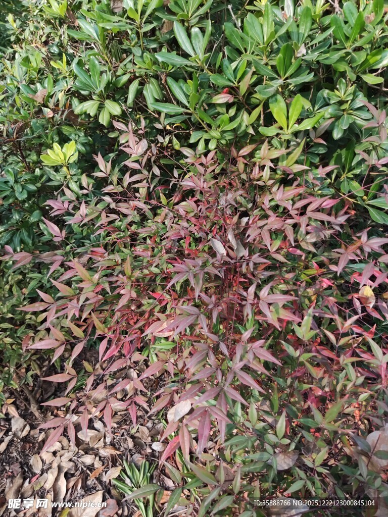 地面多彩植物景观