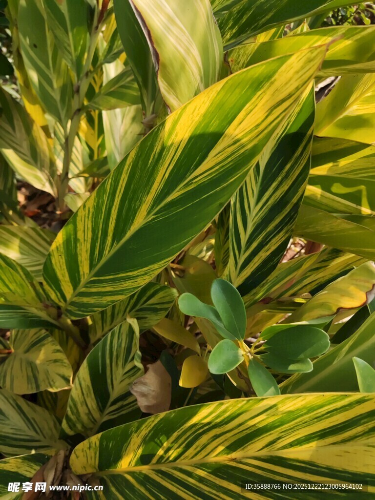 斑斓条纹叶片的绿植