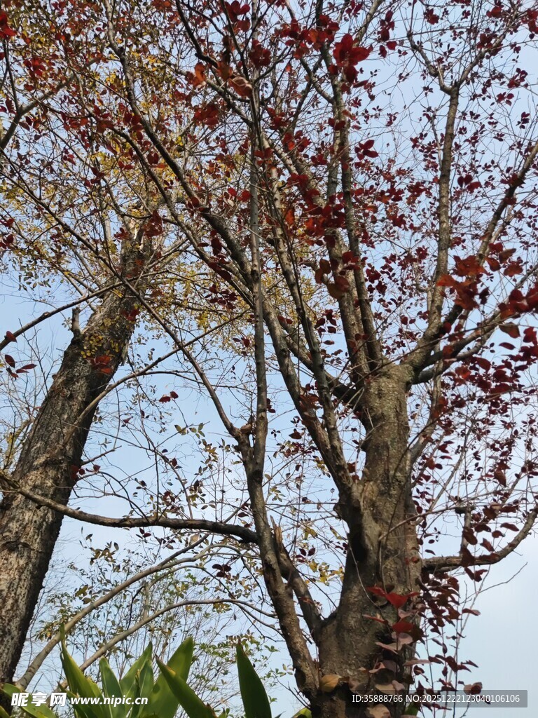 秋日红枫树枝美景