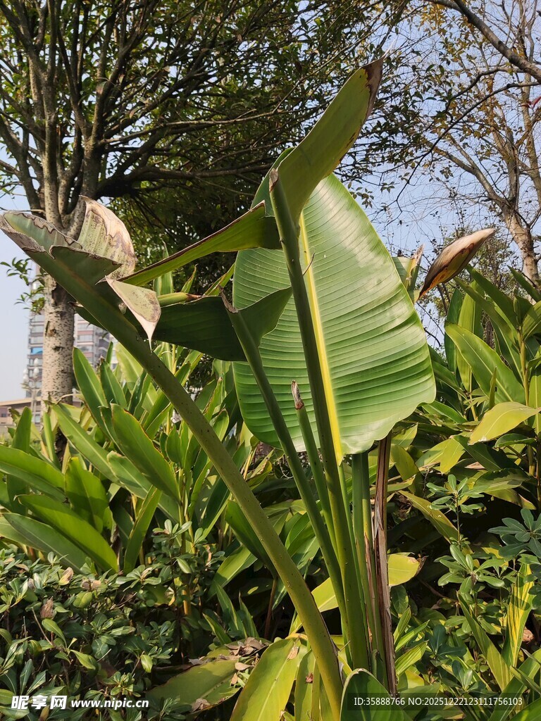 绿叶繁茂的热带植物景观