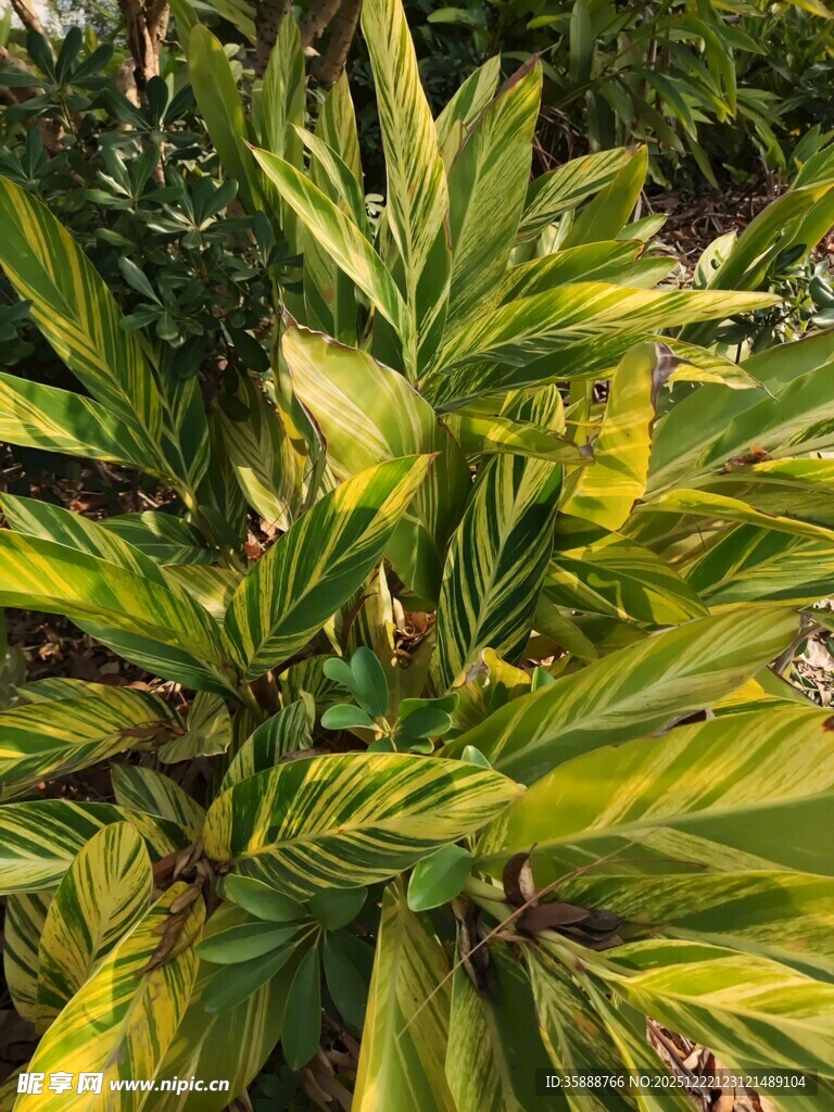 翠绿斑斓的热带观叶植物