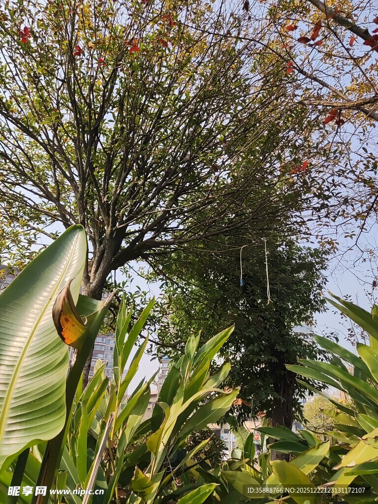 繁茂绿植与挺拔树木景观